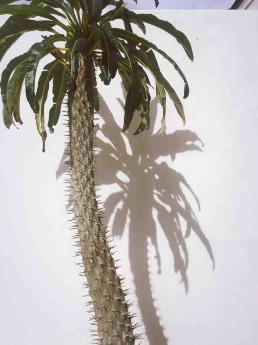 Le Chacuel Villa Joshua Tree Dış mekan fotoğraf